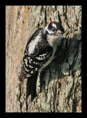 Downy Woodpecker 6330EWC.jpg