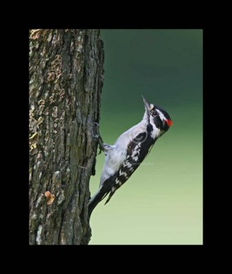 Downy Woodpecker - Picoides pubescens