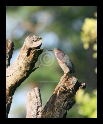 Green Heron 6311EWC.jpg