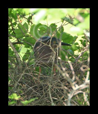 Green Heron 6363EWC.jpg