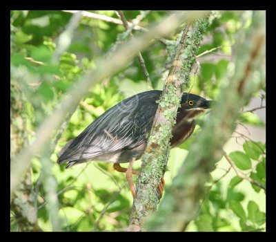 Green Heron 6368EWC.jpg