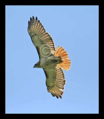 Red-tailed Hawk 6490EWC.jpg