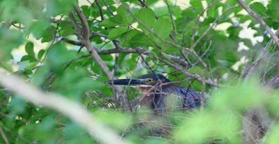 Green Heron 6692EWC.jpg