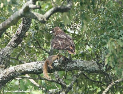 Red-tailed Hawk 8554EW.jpg