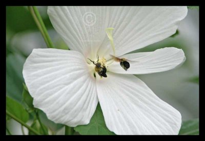 Flora, Fauna, Insects & Butterflies