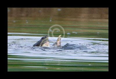 Turtles Mating