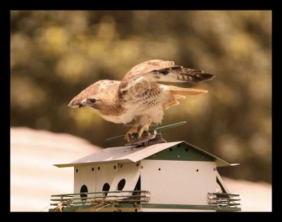 Red-tailed Hawk Taking Sparrow Hatchling