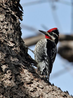 IMG_1076 Red-naped Sapsucker.jpg