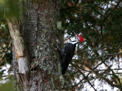 IMG_0282 Pileated Woodpecker male.jpg