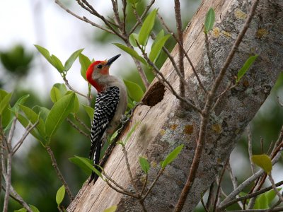 IMG_6065 Red Bellied Woodpecker - male.jpg