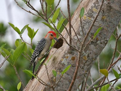 IMG_6061 Red Bellied Woodpecker - male.jpg