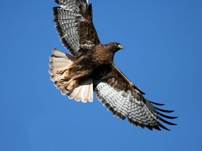 IMG_0568 Red-tailed Hawk.jpg