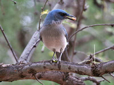 IMG_5358 Mexican Jay.jpg