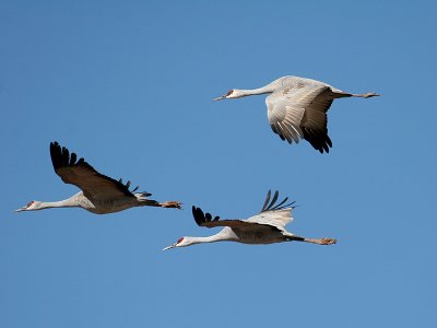 IMG_5783 Sandhill Cranes.jpg