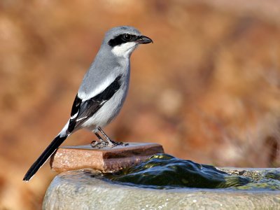 IMG_8343 Loggerhead Shrike.jpg