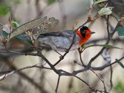 IMG_5683 Red Faced Warbler.jpg