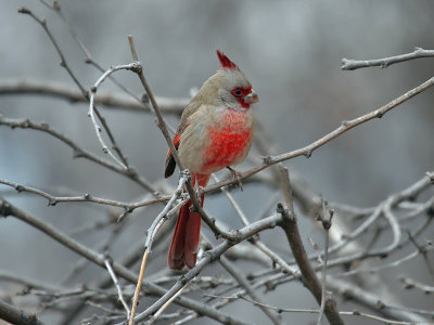 IMG_3235 Pyrrhuloxia male.jpg