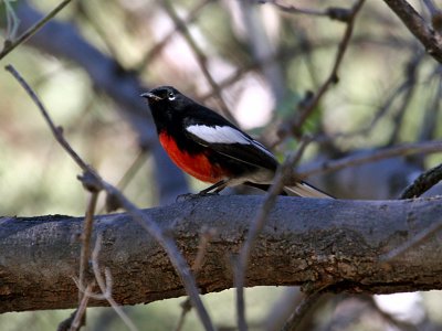 IMG_8043 Painted Redstart.jpg