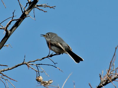 IMG_1583 Blue-gray Gnatcatcher.jpg