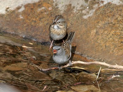IMG_1518 Two Sparrows.jpg