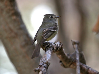 IMG_5561 Western Flycatcher.jpg