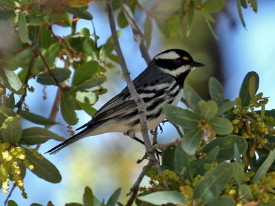 IMG_4580 Black-throated Gray Warbler.jpg