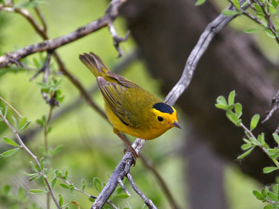 IMG_4207  Wilson's Warbler.jpg