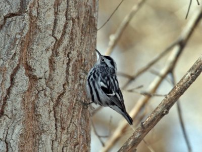 IMG_4057 Black and  White Warbler.jpg