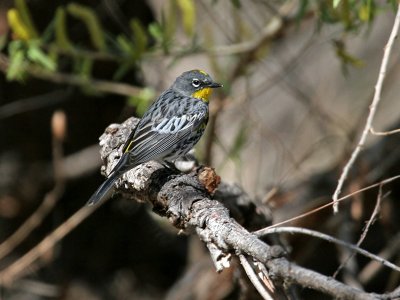 IMG_2656 Yellow-rumped Warbler.jpg