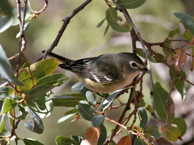 IMG_2136 Cassin's Vireo.jpg