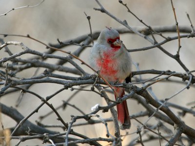 IMG_3054 Pyrrhuloxia.jpg