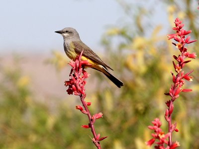 IMG_5295 Western Kingbird.jpg