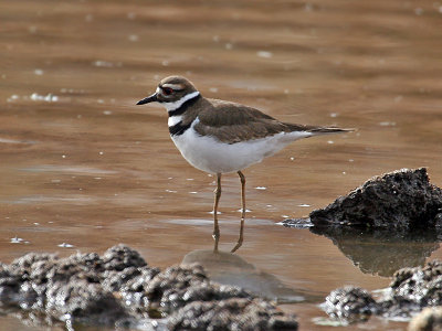 IMG_7573 Killdeer.jpg