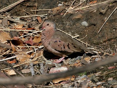 IMG_2558 Common Ground Dove.jpg