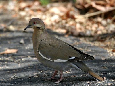 IMG_4035 White-winged Dove.jpg