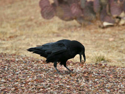 IMG_0494 Raven.jpg