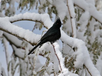 IMG_4394 Phainopepla.jpg