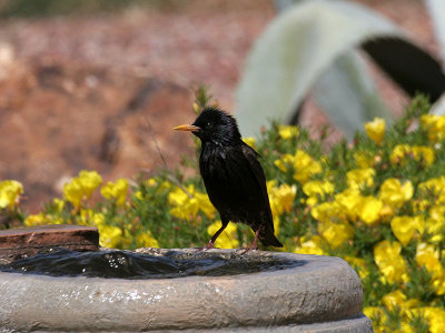 IMG_5323 European Starling.jpg