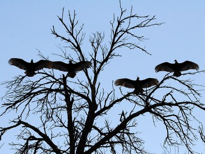 IMG_2620 Turkey Vultures.jpg