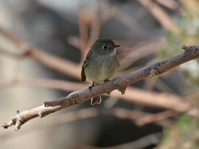 IMG_4952  Flycatcher.jpg