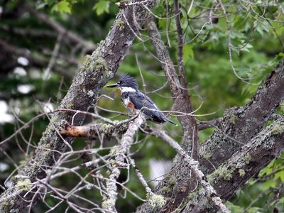 IMG_2449 Belted Kingfisher.jpg