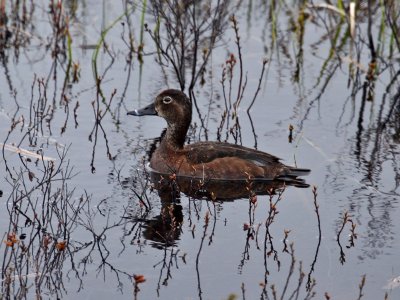 IMG_0321 Ring-necked Duck female.jpg