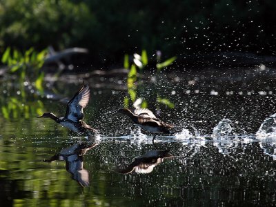 IMG_2770 Exploding Ducks.jpg