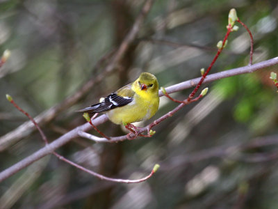 IMG_0224  American Goldfinch.jpg