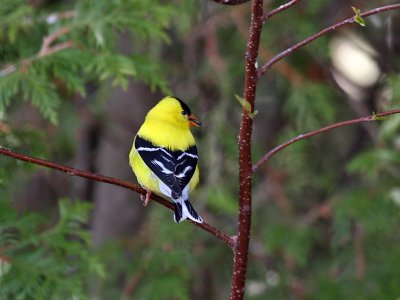 IMG_0213  American Goldfinch.jpg