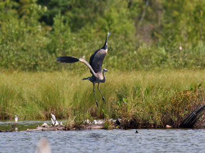 IMG_2685 Great Blue Heron.jpg