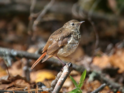 IMG_0112 Hermit Thrush.jpg