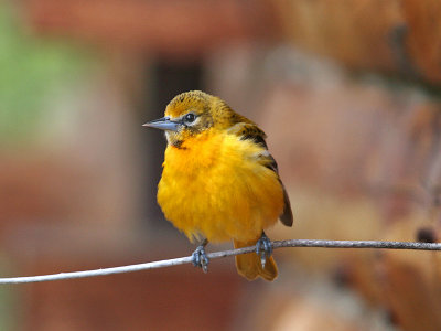 IMG_6480 Baltimore Oriole.jpg