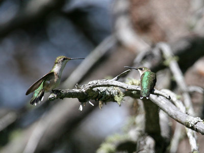 IMG_8915 Hummingbirds.jpg