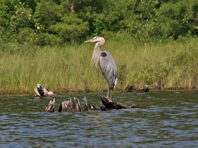 IMG_7746 Great Blue Heron.jpg